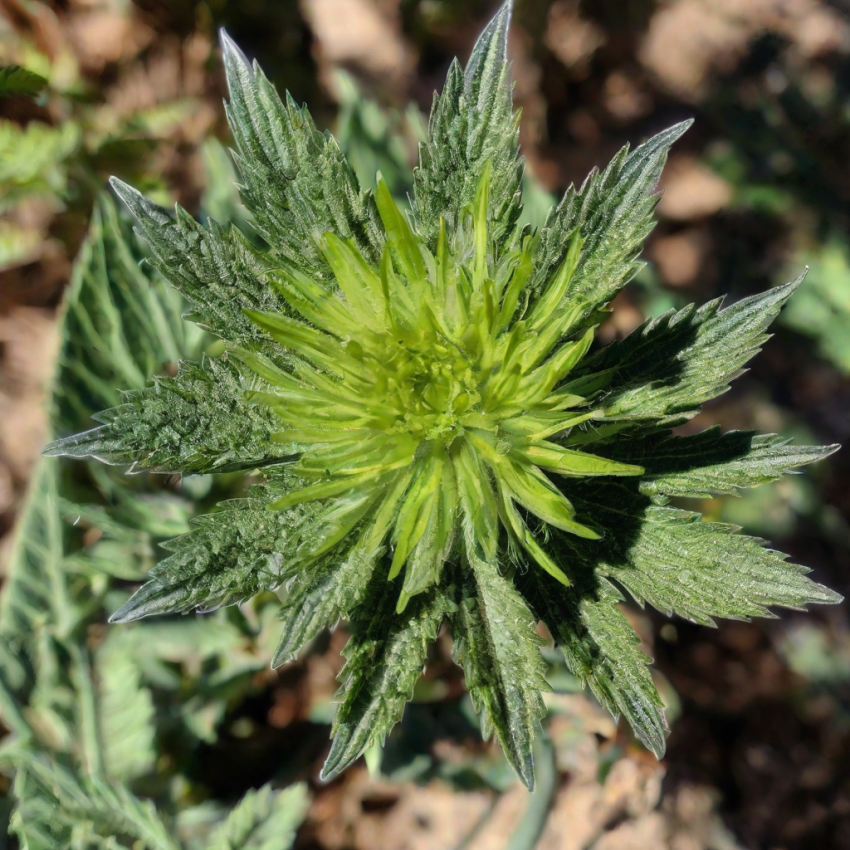 Le Cali Weed: Une belle Révolution dans le Monde du Cannabis