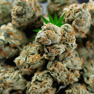 Gelato Weed Découverte d'une Variété Cannabis Incontournable